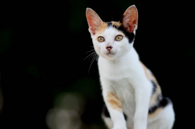 cat