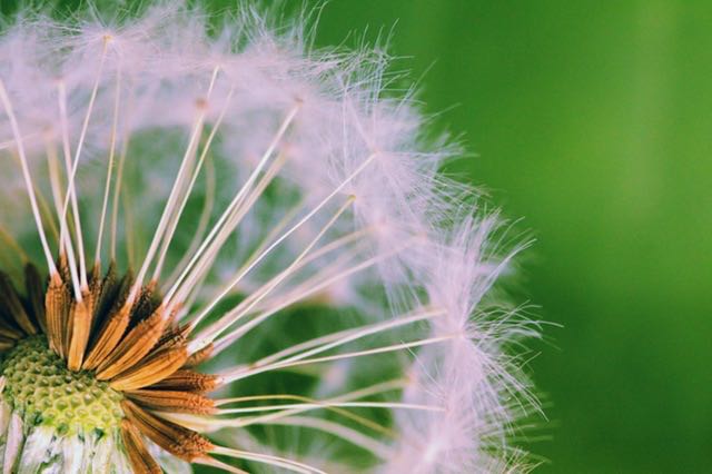 dandelion
